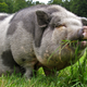 Illustration for article titled Prize Hog Doesn’t Know How She Can Retain Competition-Ready Body For Another Year